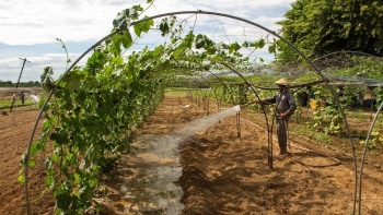 Nhiễm mặn kéo dài, nông dân Đà Nẵng “gắng gượng” chờ mưa