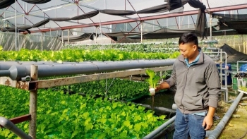 Trồng rau thủy canh kết nuôi cá tại gia có cả rau sạch cá tươi, thu tiền triệu mỗi ngày
