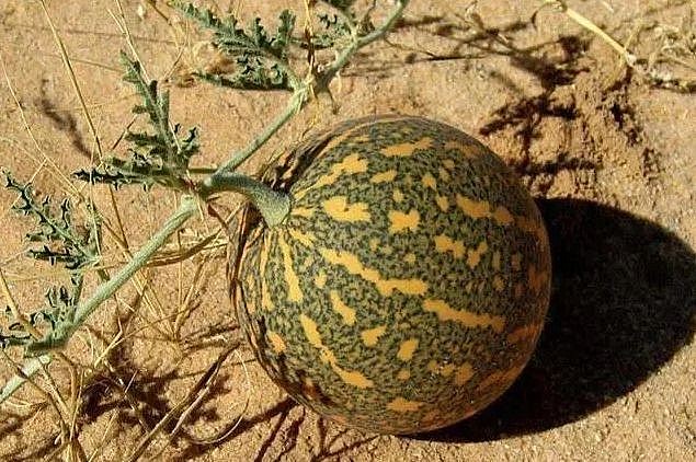 Sự thật đằng sau loại “dưa hấu mini” mọc đầy sa mạc không ai dám ăn, không ai dám hái