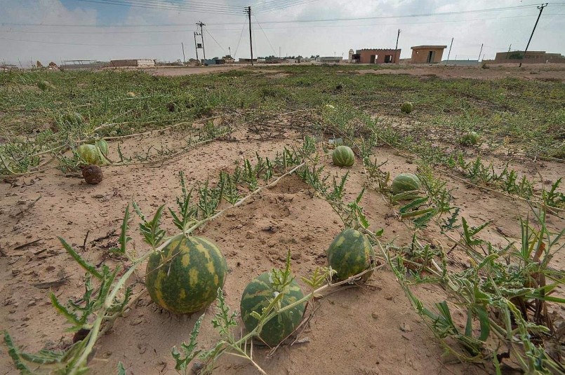Sự thật đằng sau loại “dưa hấu mini” mọc đầy sa mạc không ai dám ăn, không ai dám hái
