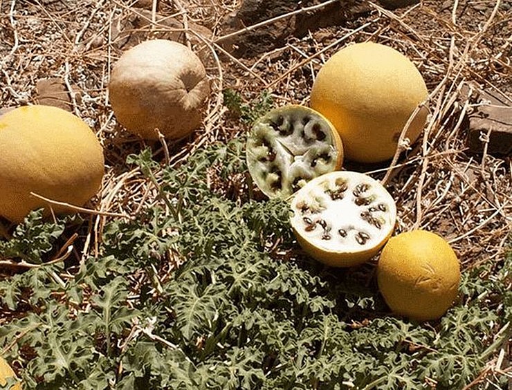 Sự thật đằng sau loại “dưa hấu mini” mọc đầy sa mạc không ai dám ăn, không ai dám hái