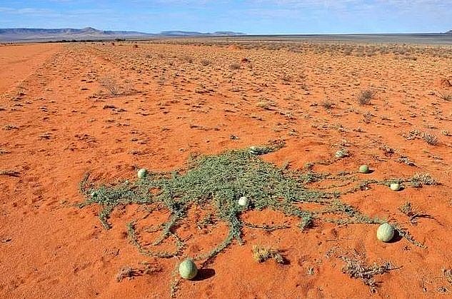 Sự thật đằng sau loại “dưa hấu mini” mọc đầy sa mạc không ai dám ăn, không ai dám hái