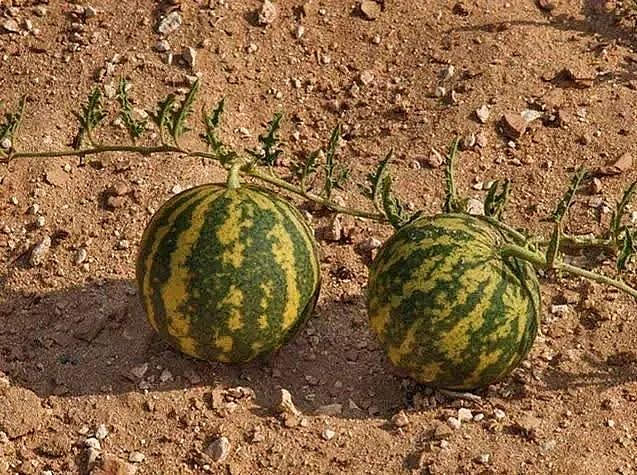 Sự thật đằng sau loại “dưa hấu mini” mọc đầy sa mạc không ai dám ăn, không ai dám hái