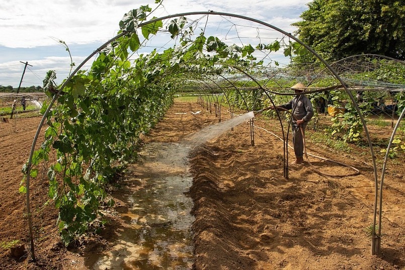 Nhiễm mặn kéo dài, nông dân Đà Nẵng “gắng gượng” tưới nước