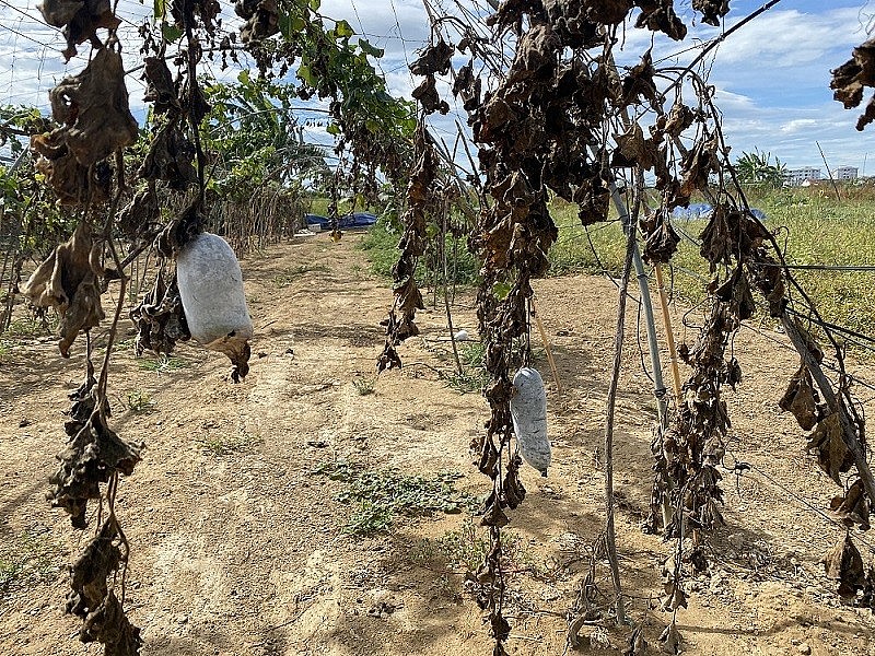 Nhiễm mặn kéo dài, nông dân Đà Nẵng “gắng gượng” tưới nước