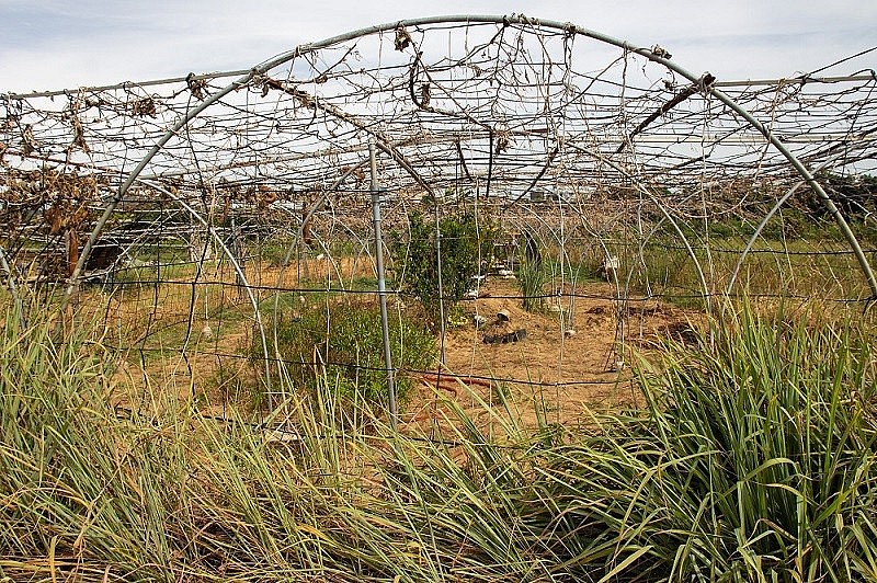 Nhiễm mặn kéo dài, nông dân Đà Nẵng “gắng gượng” tưới nước