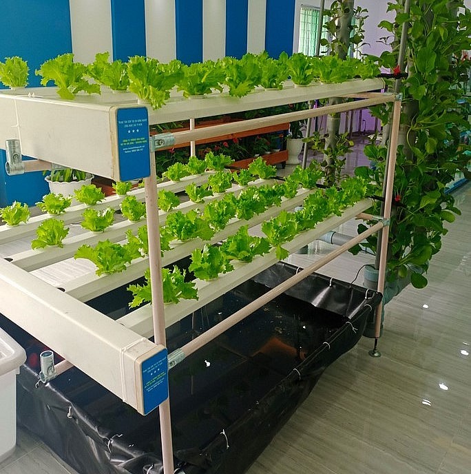 Mô hình nông nghiệp tuần hoàn đang phát triển manh ở các tỉnh phía Nam, phù hợp với điều kiện đất đai chật hẹp vẫn trồng rau và nuôi cá.