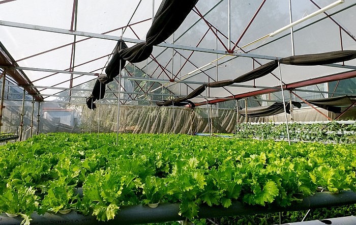 Rau thủy canh luôn tươi xanh được người tiêu dùng ưa chuộng đem lại nguồn thu khoảng 1 triệu đồng mỗi ngày.