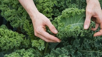 Loại rau nhiều canxi hơn cả sữa, thế giới “phát sốt” nhưng người Việt ít ăn, đặc biệt là rất dễ trồng