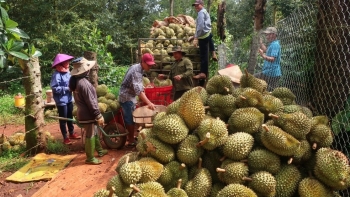 Sức nóng sầu riêng, người dân phá bỏ hợp đồng vì đầu nậu thổi giá và nguy cơ bị ép giá