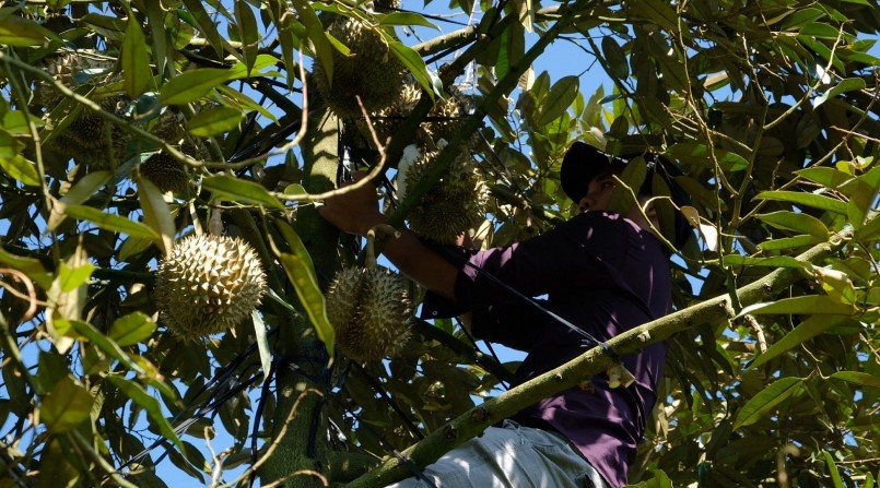 Thời gian thu hoạch sầu riêng rất ngắn, nếu không cắt đúng thời điểm sẽ ảnh hưởng đến chất lượng. (Ảnh: TTXVN)