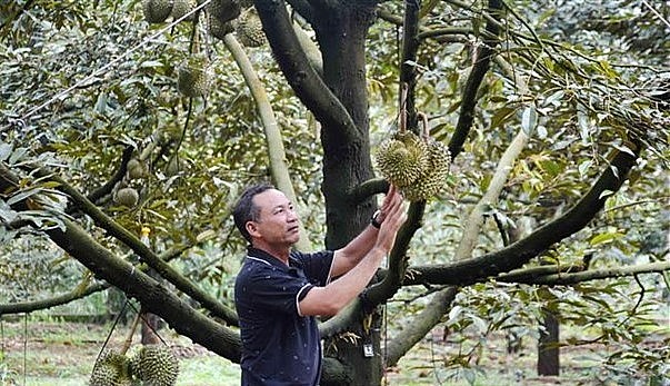 Ông Nguyễn Thạc Cảnh, xã Ea Kpam, huyện Cư M’gar, tỉnh Đắk Lắk buộc sầu riêng, đợi sầu riêng đủ ngày tuổi mới chốt giá, thu hoạch. (Ảnh: TTXVN)