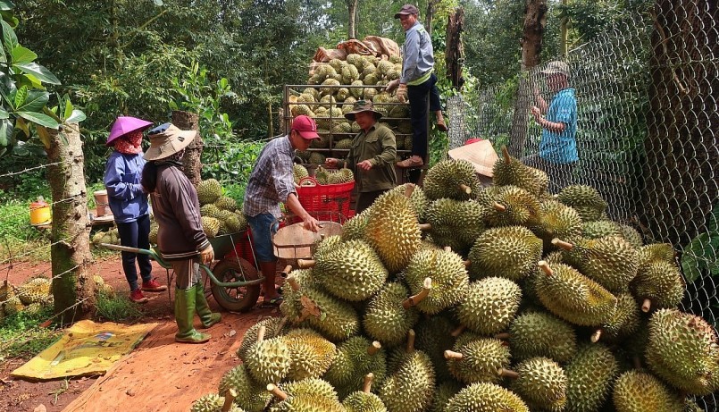 có thời điểm thương lái đặt cọc thu mua giá từ 95.000-100.000 đồng/kg, cao gần gấp đôi so với giá sầu riêng đầu vụ năm 2022.