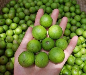 Vị chua thanh mát – sức khỏe “ngọt lành” từ quả sấu