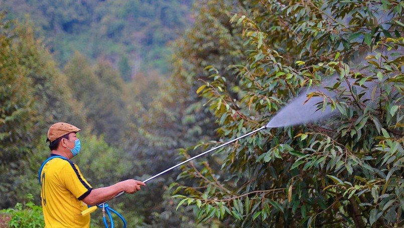Nông dân huyện Đạ Tẻh (Lâm Đồng) chăm sóc sầu riêng.