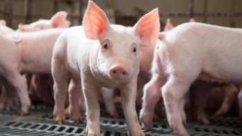 Giá heo hơi hôm nay 26/8: Đã mất đỉnh 60 căn cứ nào để kỳ vọng giá lên 65 vào tháng tới?