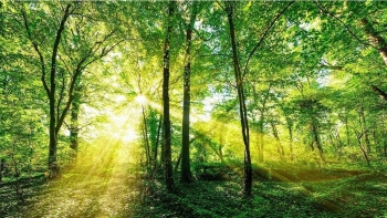 Kế hoạch triển khai Tuyên bố Glasgow về rừng và sử dụng đất