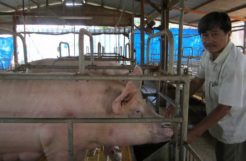 Giá heo hơi hôm nay (26/8) Giá heo hơi hôm nay (26/8)