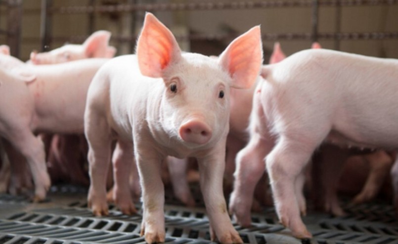 Giá heo hơi hôm nay (26/8) giảm tiếp 1.000 đồng, rớt đỉnh 60. Trong những ngày qua, giá heo đồng loạt giảm, hiện không còn địa phương nào duy trì mức giá cao nhất 60.000 đồng/kg, Giá heo hơi hôm nay (26/8) giảm tiếp 1.000 đồng, rớt đỉnh 60. Trong những ngày qua, giá heo đồng loạt giảm, hiện không còn địa phương nào duy trì mức giá cao nhất 60.000 đồng/kg,