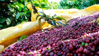 Giá nông sản hôm nay 26/8:  Cà phê tăng khởi sắc đạt đỉnh 65.800 đ/kg, hồ tiêu tăng thêm 500 đồng/kg