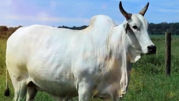 Kinh ngạc với số tiền bán một con bò tương đương một căn hộ siêu sang tại trung tâm New York