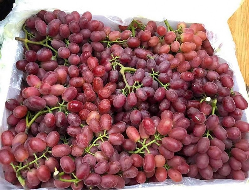 nho đỏ kẹo không hạt đang được nhiều khách hàng ưa chuộng. nho đỏ kẹo không hạt đang được nhiều khách hàng ưa chuộng.