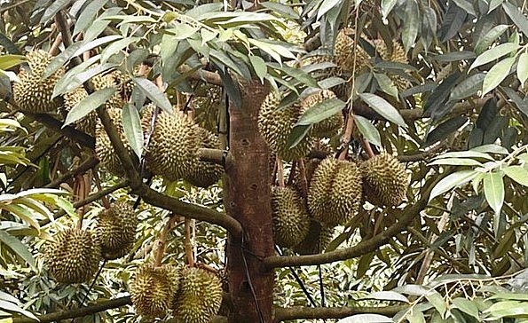 Lâm Đồng hiện có17.931 ha sầu riêng, trong đó diện tích kinh doanh 8.748 ha, sản lượng năm 2023 ước đạt 114.832 tấn.