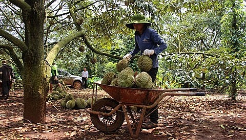 người tiêu dùng phổ thông tại Trung Quốc có xu hướng mua những thùng sầu riêng mà bên trong có 6 quả