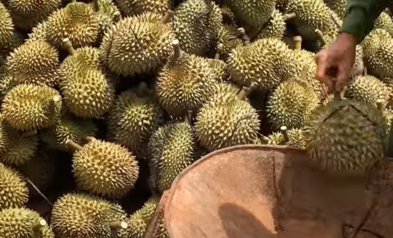 những rủi ro liên quan tới đóng gói, vận chuyển, gai sầu riêng có thể bị dập.