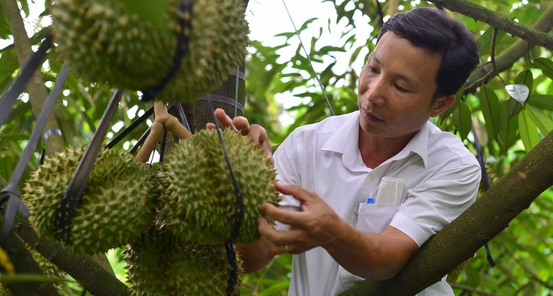 Cần đầu tư chăm sóc đúng kỹ thuật, quy trình để nâng cao năng suất và chất lượng sầu riêng.