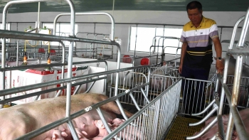 Giá heo hơi hôm nay 27/8: Lần đầu tiên mất đỉnh 60, điều gì chờ đợi người nuôi heo thời điểm cuối năm?