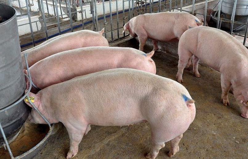 Giá heo hơi hôm nay (27/8) Thị trường nhìn chung khá ảm đạm khi không còn địa phương nào giữ được mốc 60.000 đồng/kg.