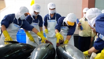 Kỳ vọng xuất khẩu cá ngừ phục hồi vào cuối năm