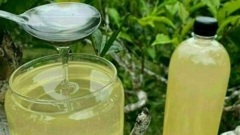 Mật ong trắng như sữa, ai cũng nghĩ là hàng giả, hoá ra là đặc sản mỗi năm chỉ có một mùa