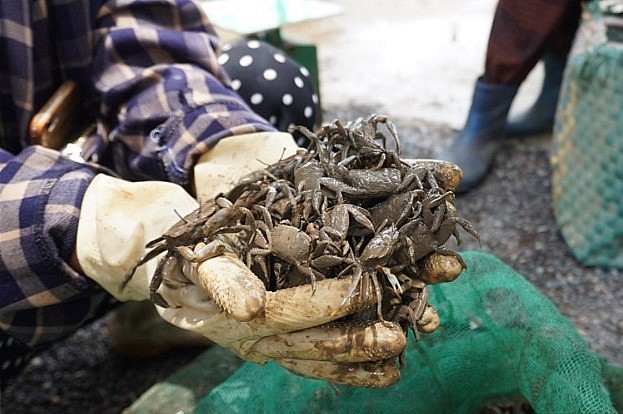 giá bán của con khều dao động từ 60.000 đến 80.000 đồng/kg