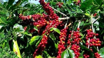 Giá nông sản hôm nay 27/8: Cà phê chao đảo giảm 1.400 đồng/kg, hồ tiêu hãm phanh khi gần chạm đáy 64.000 đồng/kg