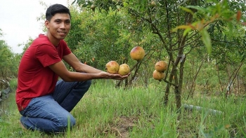 Loại cây vốn chỉ làm cảnh lấy phong thủy bất ngờ được trồng bạt ngàn trên đất lúa thu 1 tỷ đồng mỗi năm