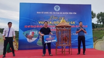 Vua gà Tiên Yên lên sàn đấu giá với kỷ lục 80 triệu đồng, toàn bộ kinh phí làm từ thiện