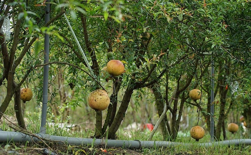 Nhờ vườn lựu Peru anh Nghị có thu nhập cả tỷ đồng/năm.