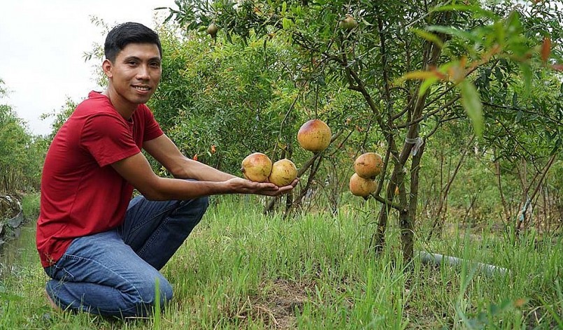 Anh Nghị bên vườn lựu Peru của mình.