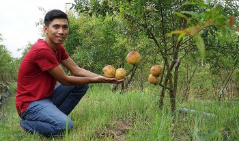 Loại cây vốn chỉ làm cảnh lấy phong thủy bất ngờ được trồng bạt ngàn trên đất lúa thu 1 tỷ đồng mỗi năm