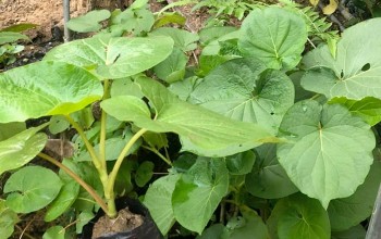 Loại cây “lá kim cương” trồng tại nhà vừa ăn vừa làm thuốc