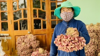 Hành tím giá tăng gấp đôi, dòng cam ngọt được ưa chuộng tại Úc đến Việt Nam