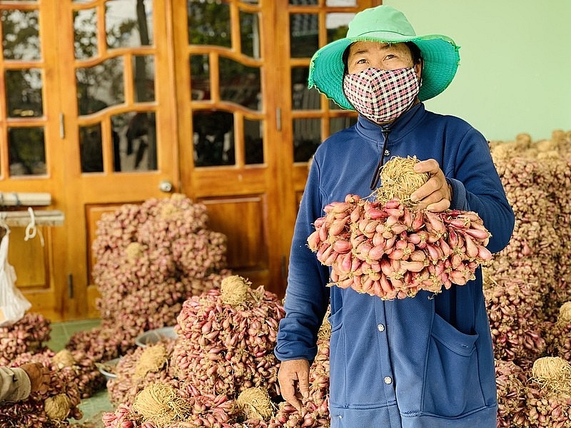 Hành tím Ninh Thuận giá tăng gấp đôi