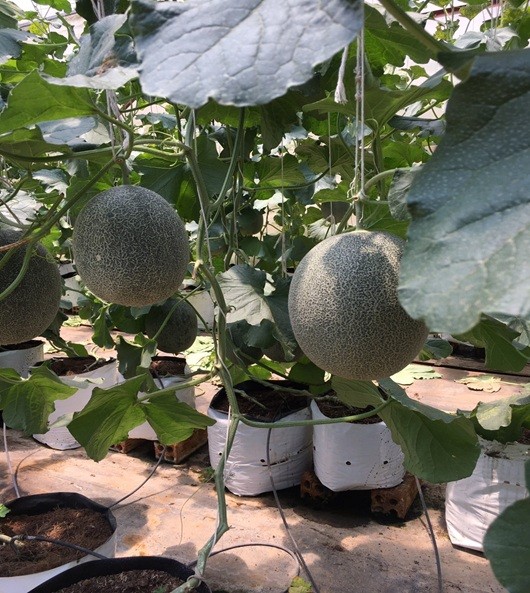 Đắk Mil (Đắk Nông): Phát triển nội lực, nâng cao giá trị