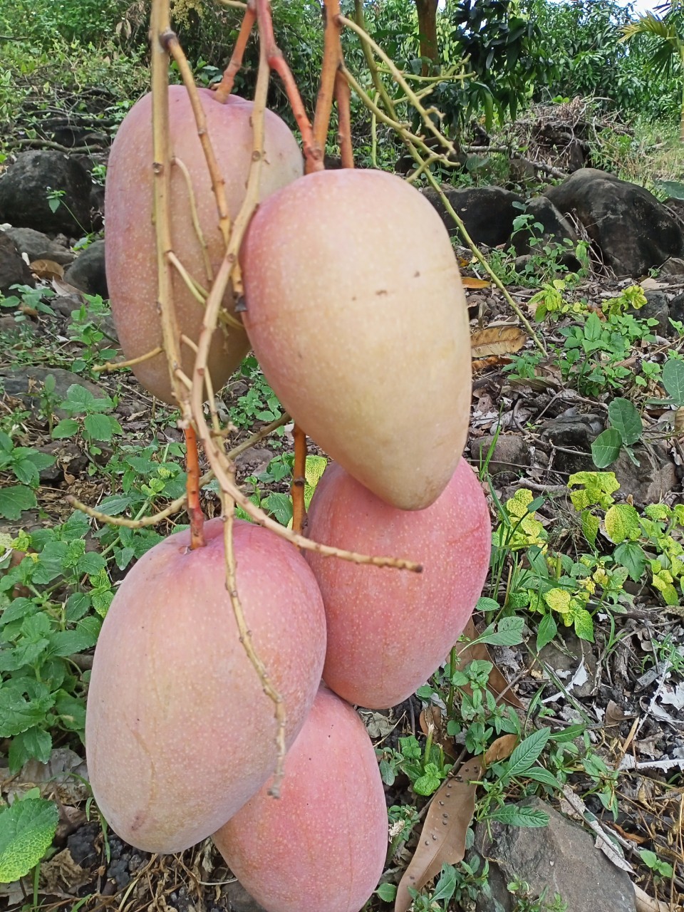 Đắk Mil (Đắk Nông): Phát triển nội lực, nâng cao giá trị