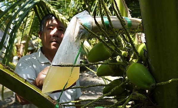 Quy trình massage hoa dừa đòi hỏi phải có kỹ thuật