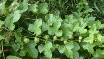 5 loại rau xanh tốt cho người bị mất ngủ