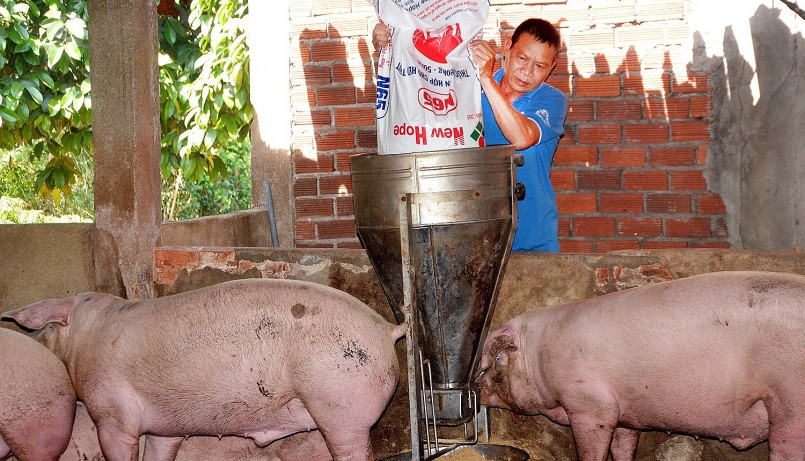 Giá heo hơi hôm nay (28/8) Dự báo những tháng cuối năm, ngành chăn nuôi sẽ tiếp tục đạt mức tăng trưởng tốt nhờ thị trường tiêu thụ ngày càng khởi sắc. Giá heo hơi hôm nay (28/8) Dự báo những tháng cuối năm, ngành chăn nuôi sẽ tiếp tục đạt mức tăng trưởng tốt nhờ thị trường tiêu thụ ngày càng khởi sắc.