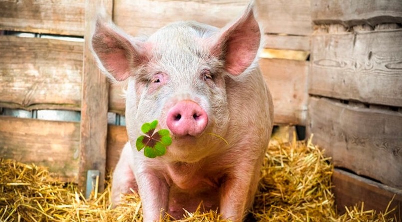 Giá heo hơi hôm nay (28/8) đầu tuần lặng sóng trong khoảng 56.000 - 59.000 đồng/kg. Giá heo hơi hôm nay (28/8) đầu tuần lặng sóng trong khoảng 56.000 - 59.000 đồng/kg.